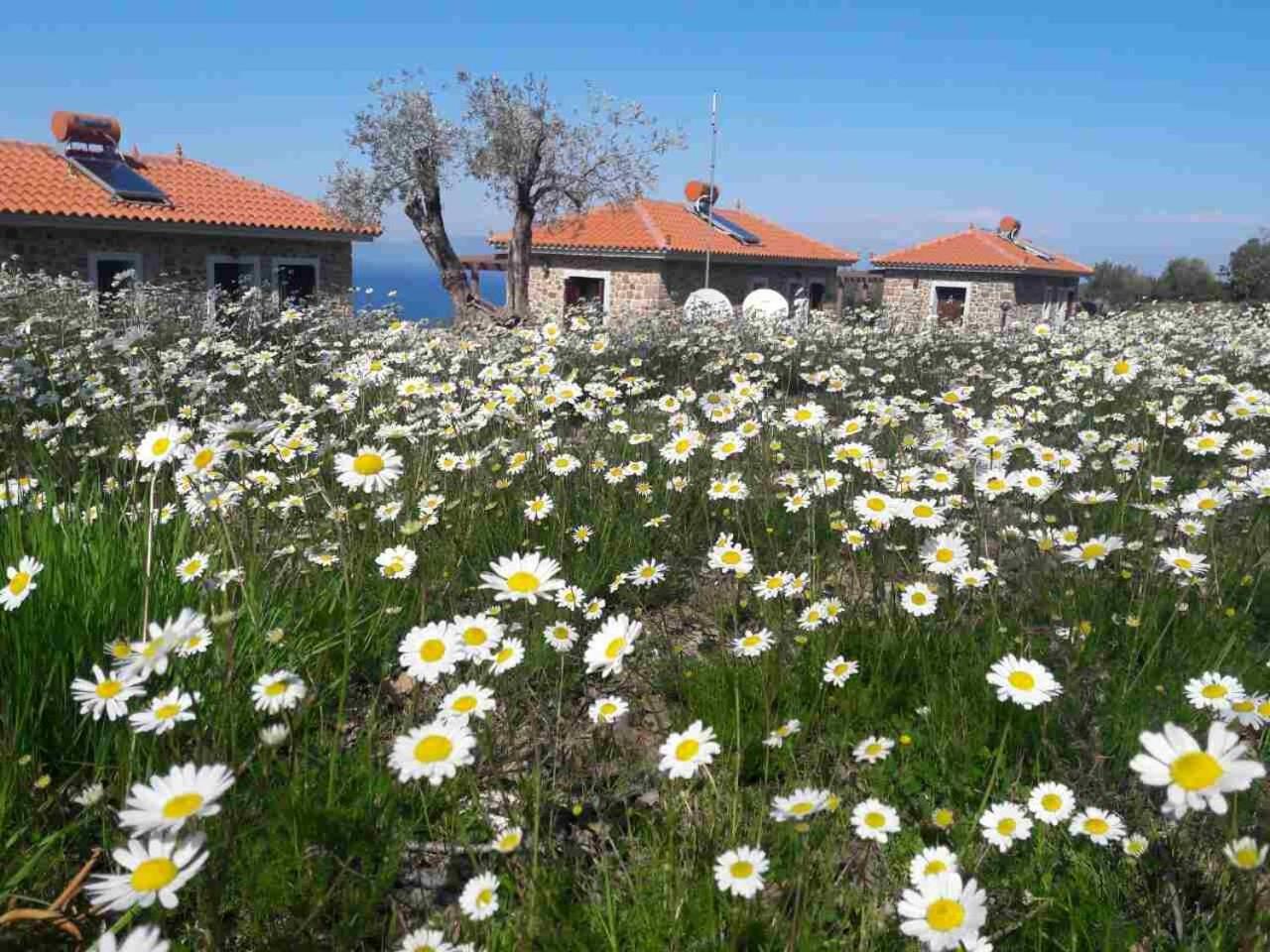 Ktima Kiourelioti Villa Skala Sykamineas Buitenkant foto