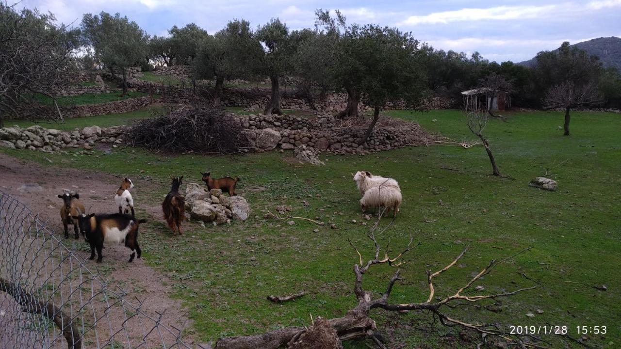 Ktima Kiourelioti Villa Skala Sykamineas Buitenkant foto