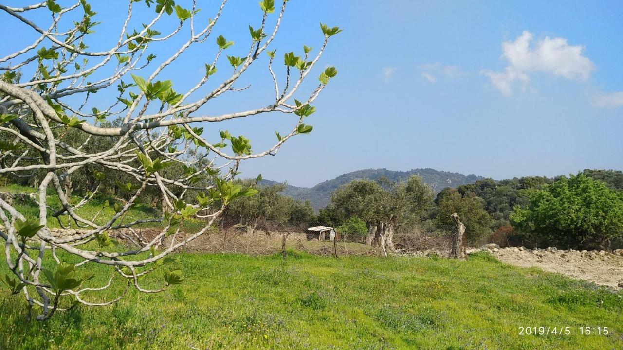 Ktima Kiourelioti Villa Skala Sykamineas Buitenkant foto