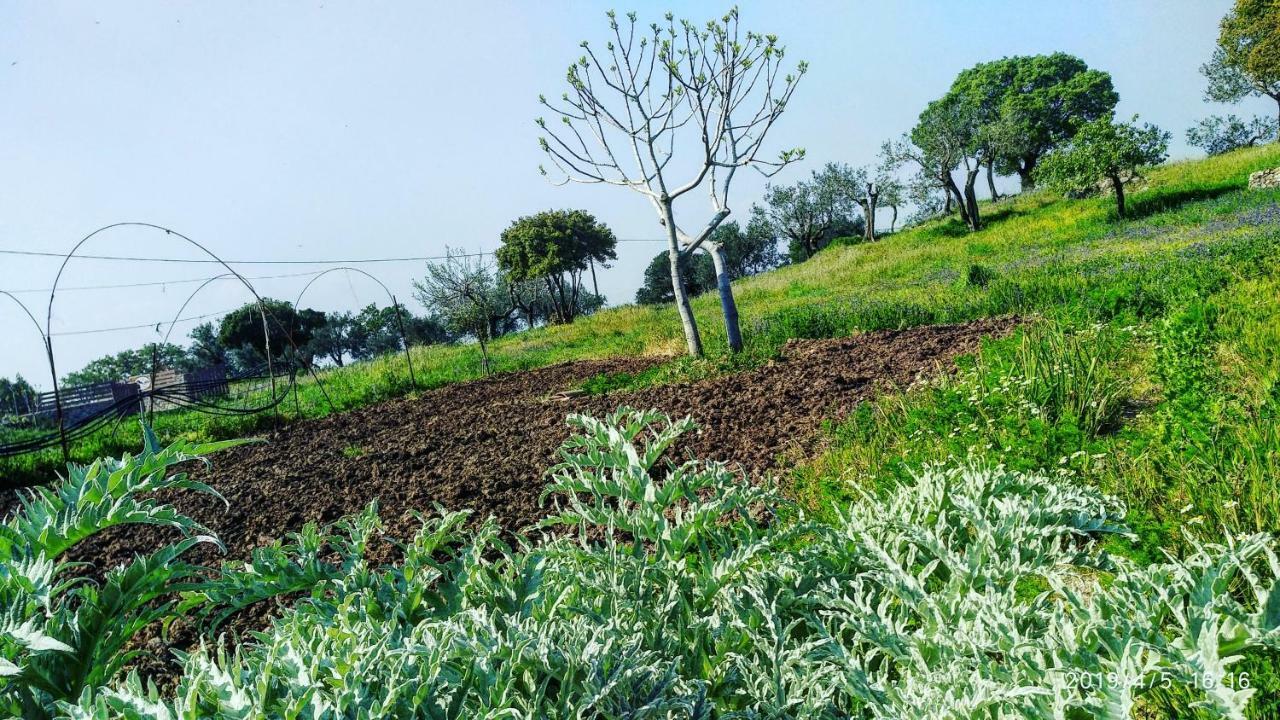 Ktima Kiourelioti Villa Skala Sykamineas Buitenkant foto
