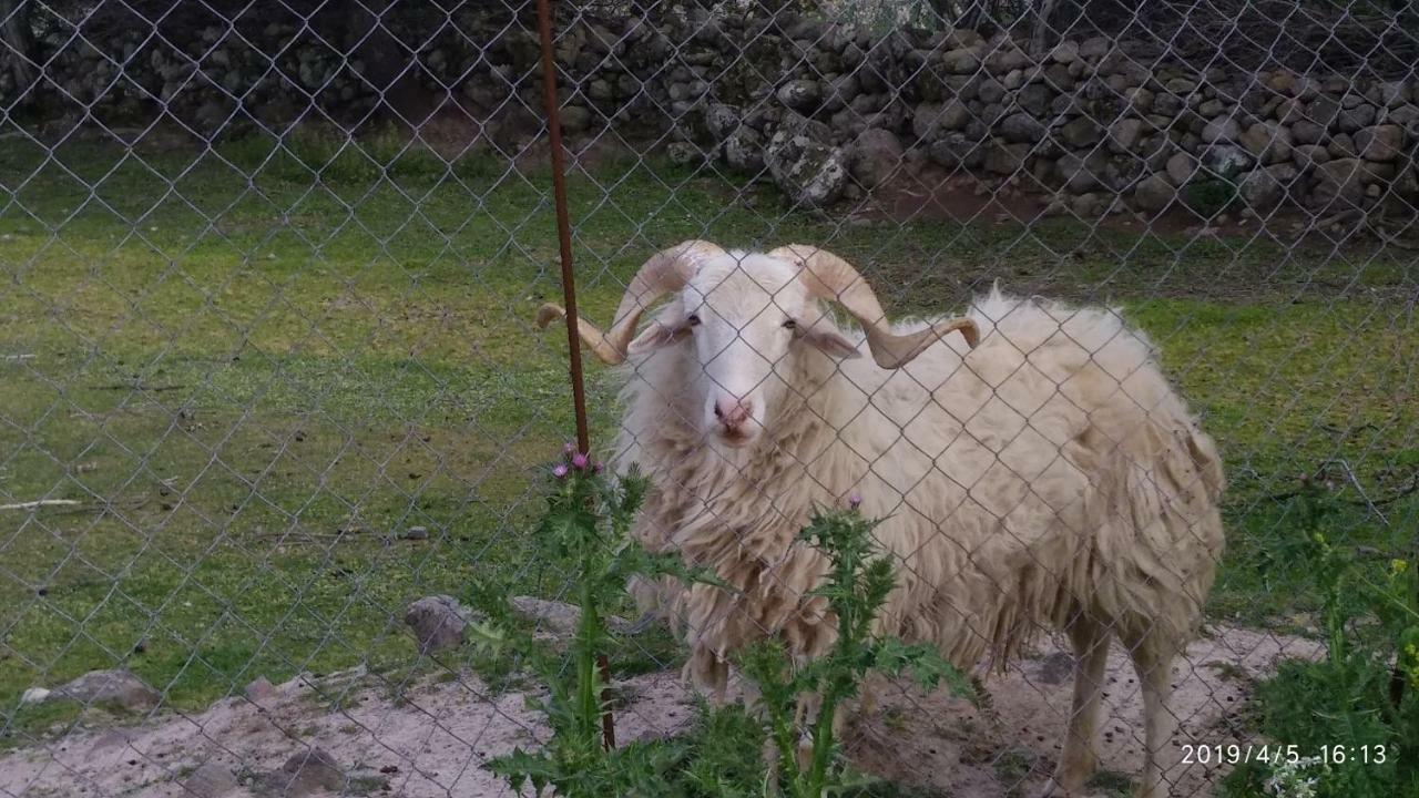 Ktima Kiourelioti Villa Skala Sykamineas Buitenkant foto