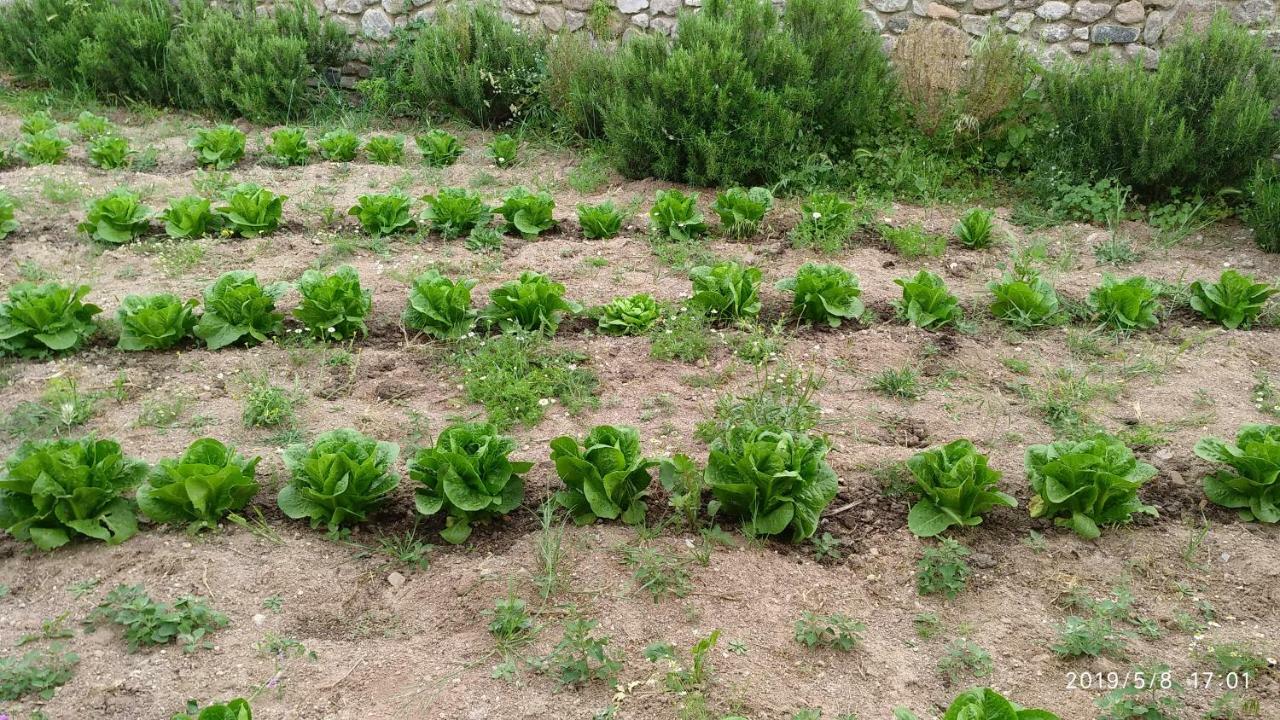 Ktima Kiourelioti Villa Skala Sykamineas Buitenkant foto