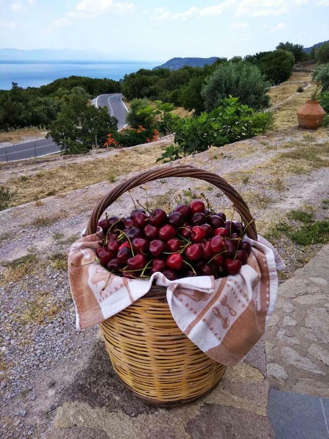 Ktima Kiourelioti Villa Skala Sykamineas Buitenkant foto